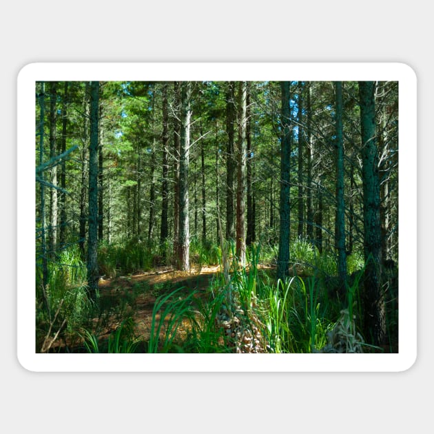 Plantation renewable pine forestry, New Zealand Sticker by brians101